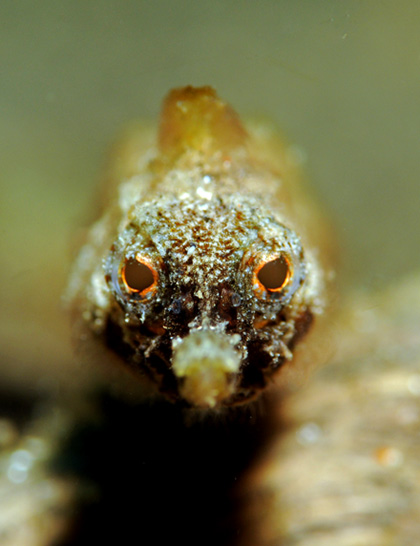 09 Pipefish.jpg